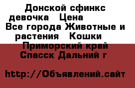 Донской сфинкс девочка › Цена ­ 15 000 - Все города Животные и растения » Кошки   . Приморский край,Спасск-Дальний г.